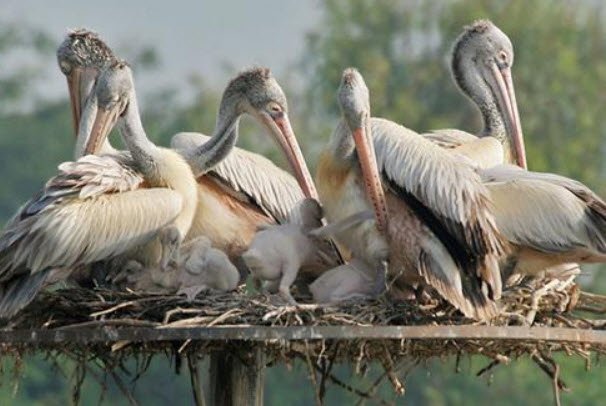 Rollapadu Bird Sanctuary, Kurnool, Andhra Pradesh - Vushii.com Rollapadu Bird Sanctuary, Kurnool, Andhra Pradesh - Vushii.com